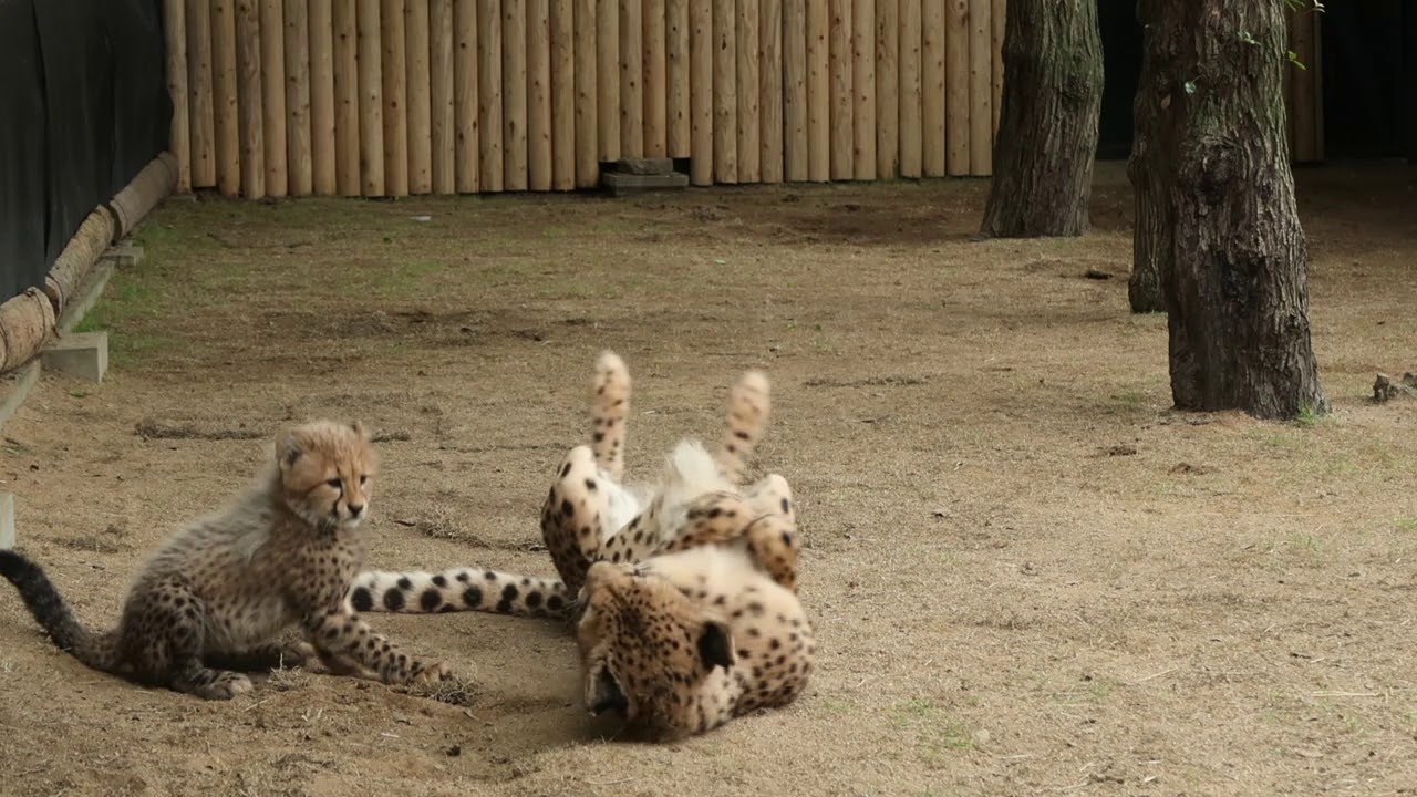 チーター親子　授乳タイム