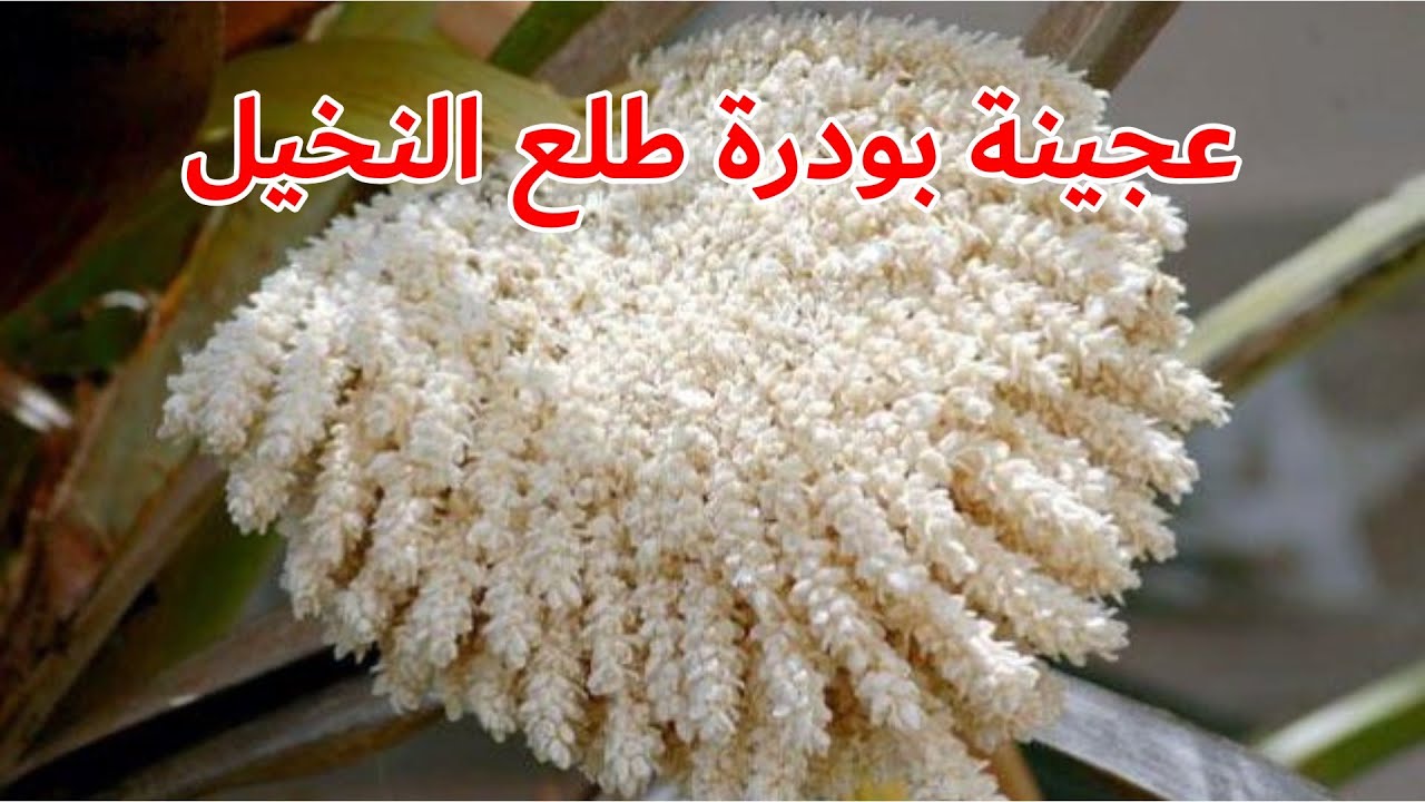 #bees #honey #honeybees 🔵 تجربة عمل عجينة بودرة طلع فحل النخل لتغذية النحل 21.09.2022 😊