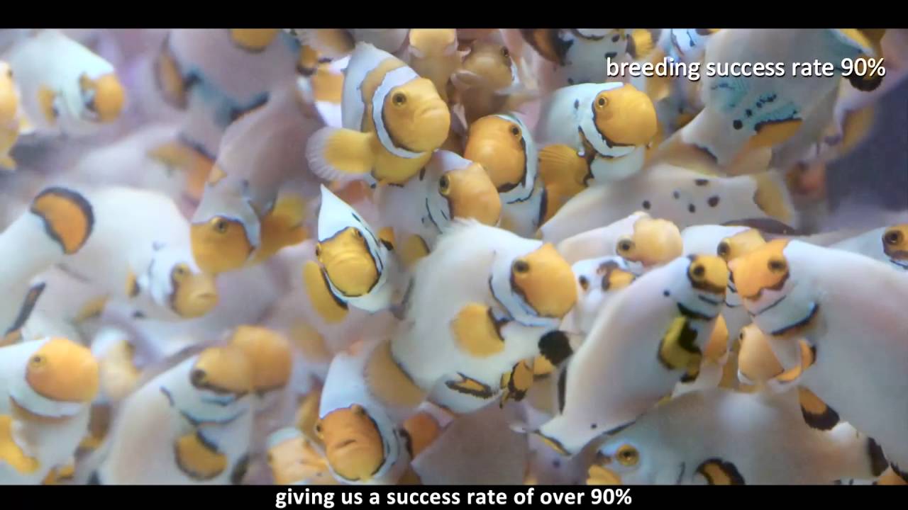 AquaDancing - Mozart & Beethoven Series ClownFish