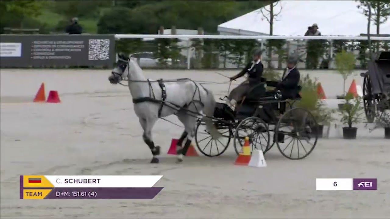 HARAS DU PIN : CHPTS DU MONDE ATTELAGE A 1 CHEVAL