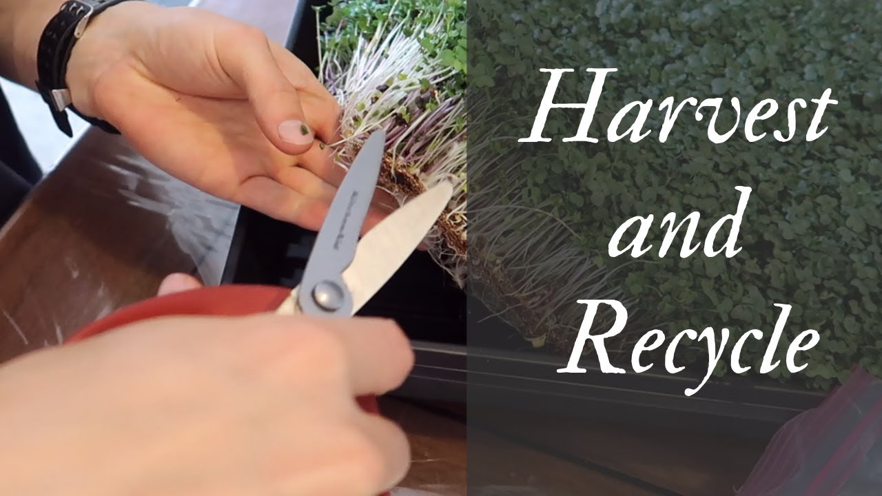 How to recycle coco mats and harvest microgreens