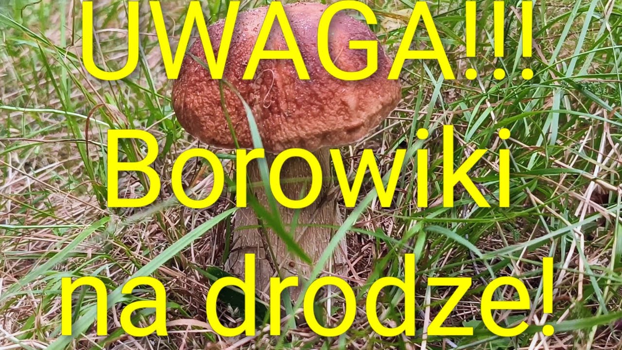 Grzybobranie drogowe, czyli nigdy nie jedź rowerem do lasu bez torby na grzyby