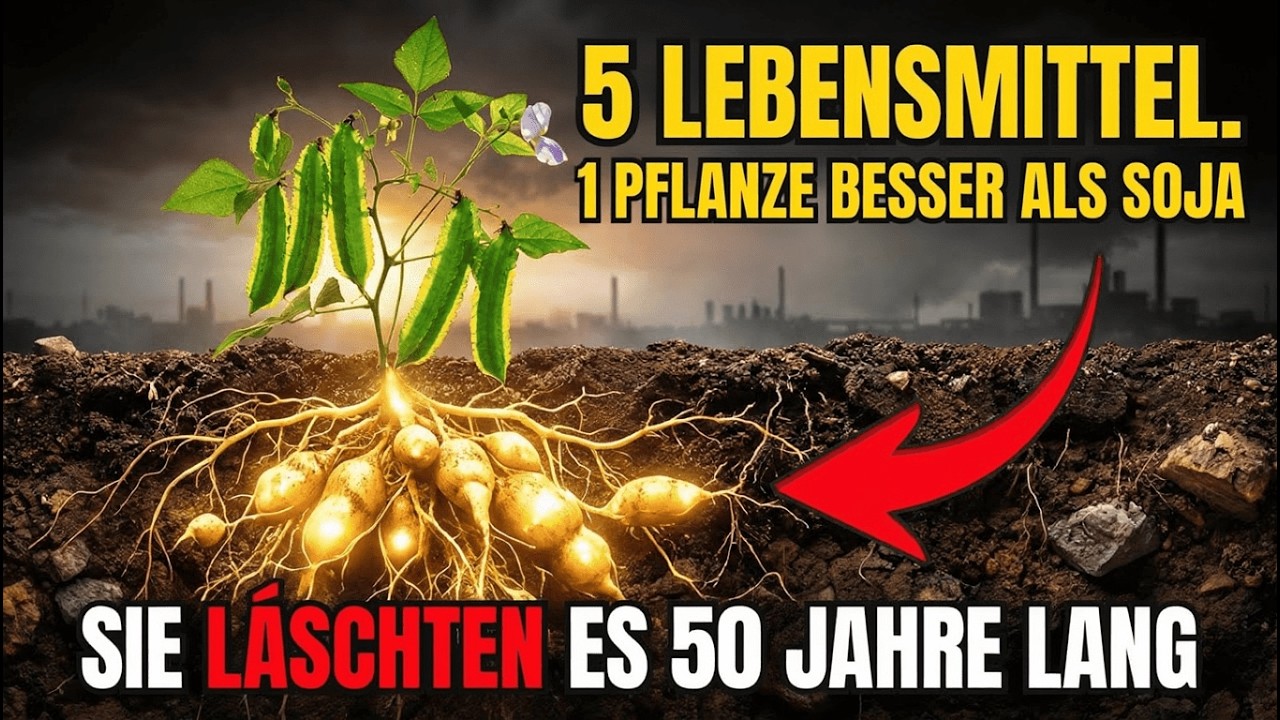 Mehr Protein als Soja: Warum wurde diese Wunderpflanze vor uns versteckt?