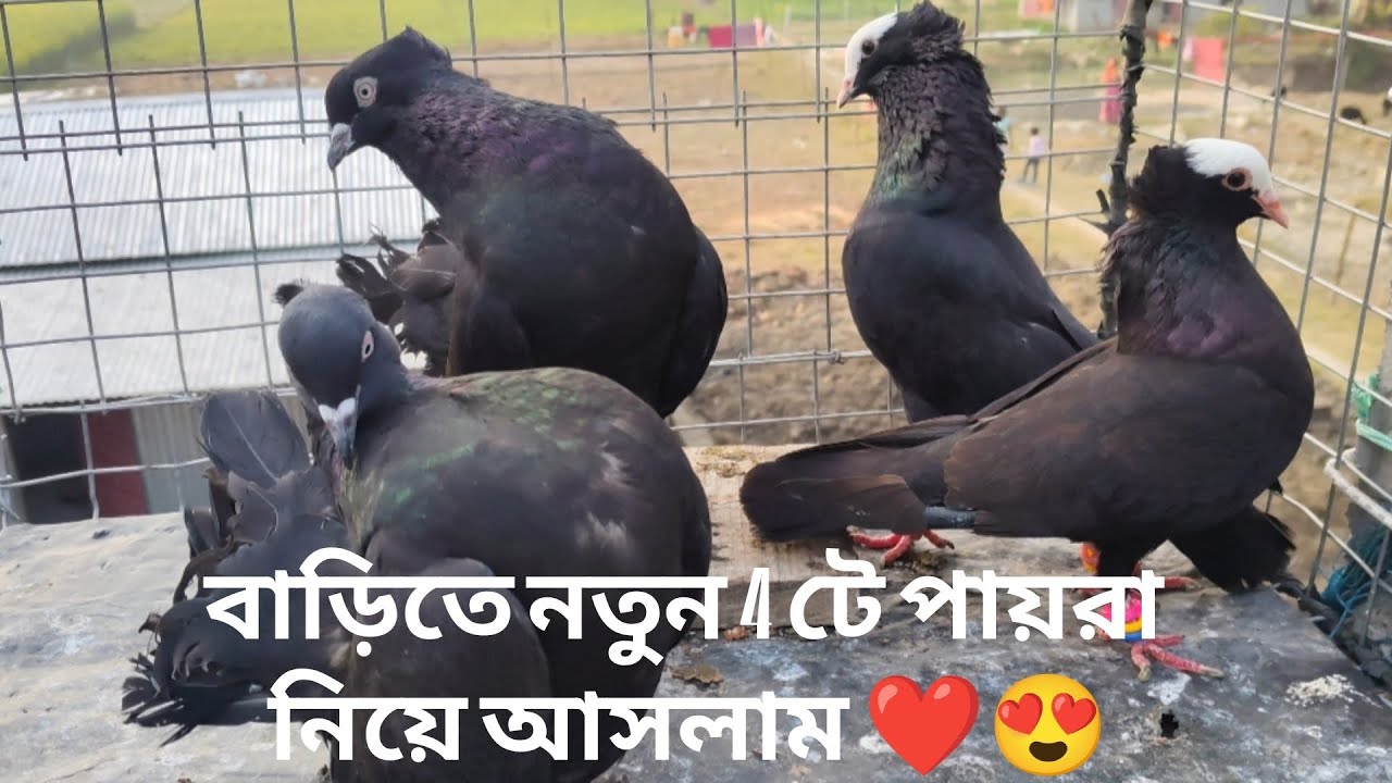 বাড়িতে নতুন অনেক সদস্য নিয়ে আসলাম ❤️❤️ 27/12/2025॥