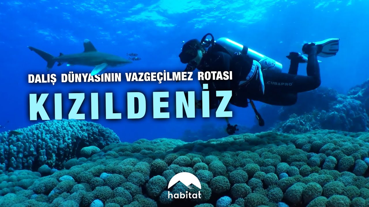 Mercan resifleri, mürenler, mavi vatozlar ve bir çok kendine özgün deniz canlısı Kızıldeniz'de!