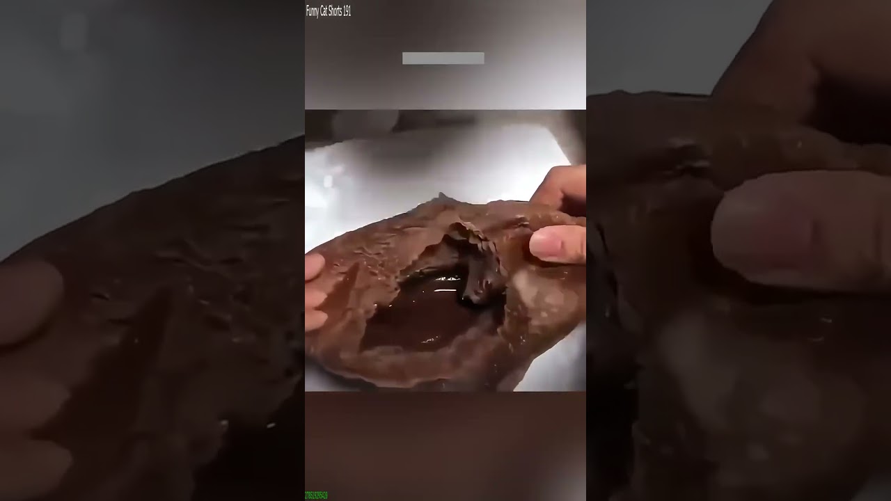 Funniest Cat 😸 cats meowing 🐱 # 