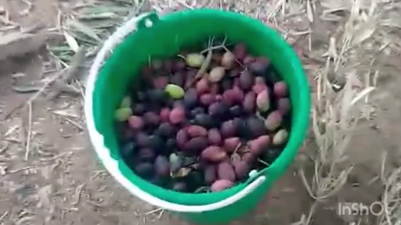 موسم جني الزيتون الحمدلله على نعمة الله 