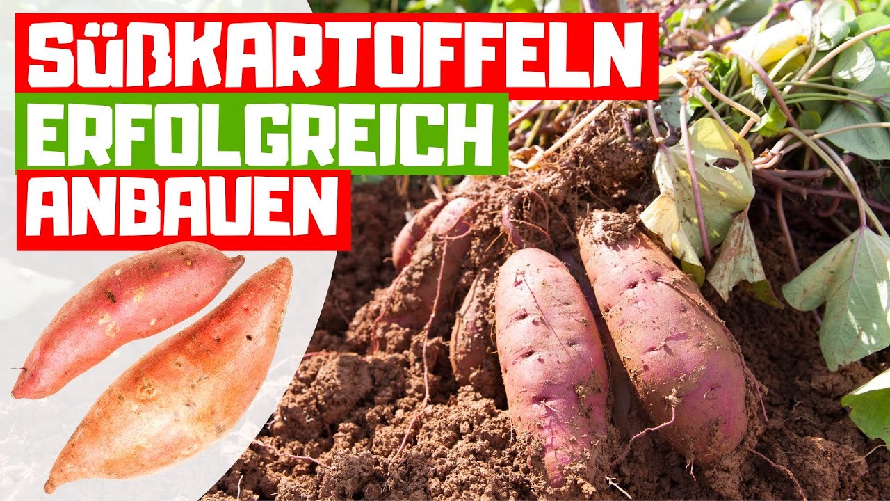S&Uuml;&szlig;KARTOFFELN ANBAUEN 🥔 Vom anpflanzen bis zur gro&szlig;en Ernte