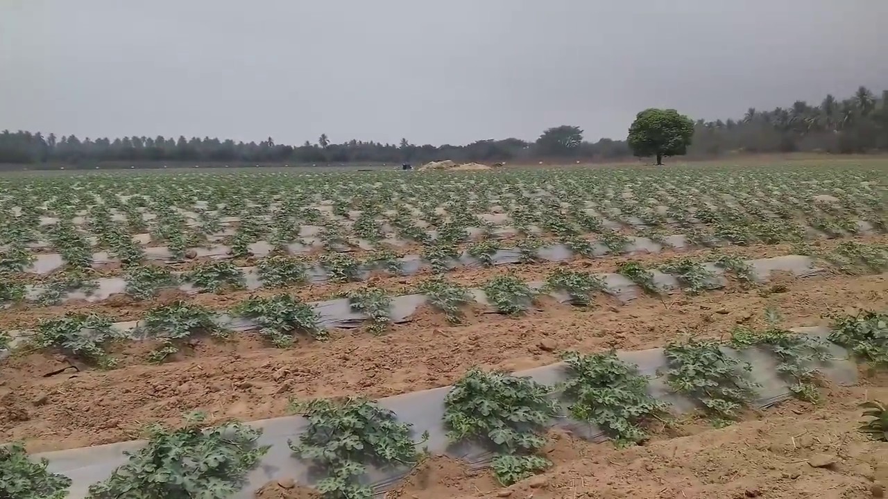 Cultivo de sandía a 23 días. Atoyac