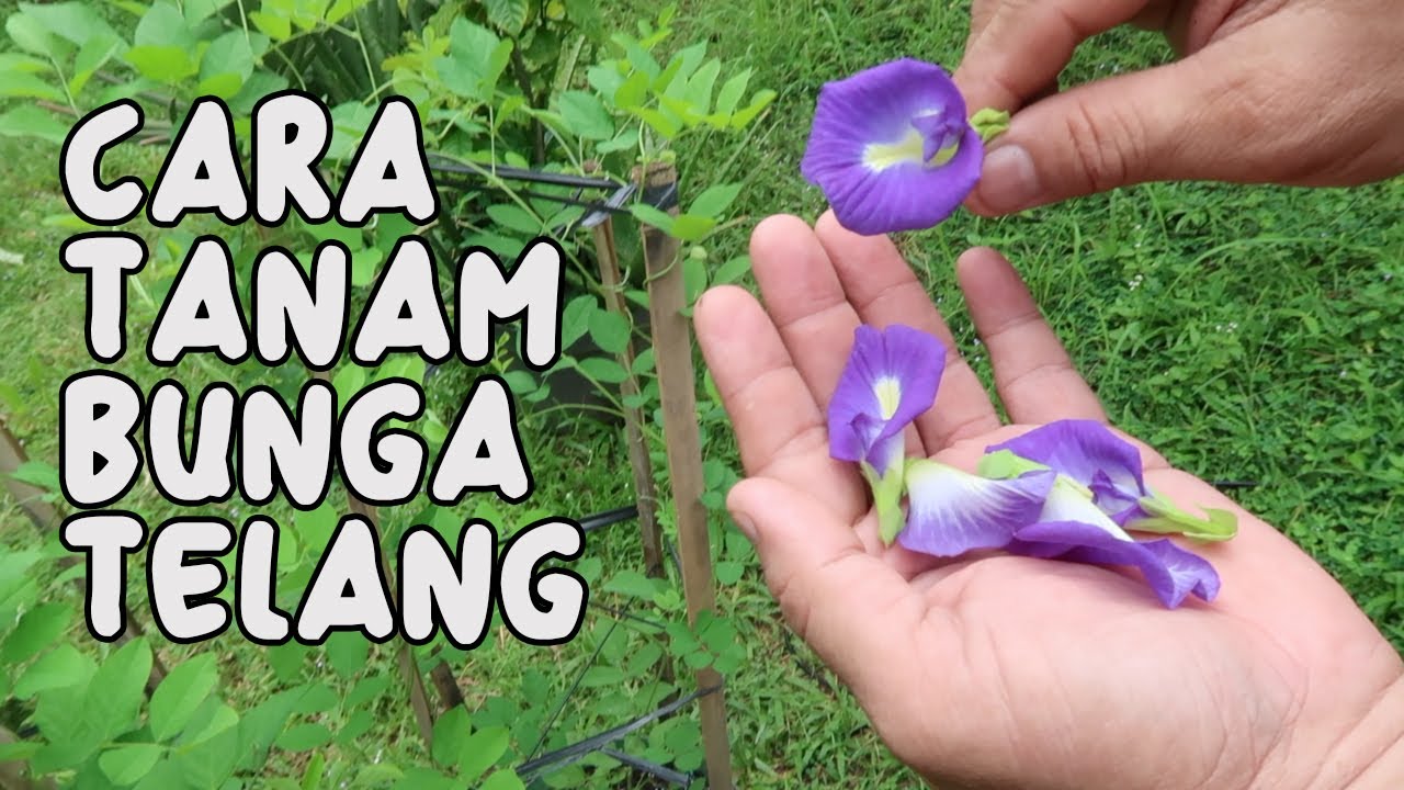 CARA MENANAM BUNGA TELANG (BUTTERFLY PEA)