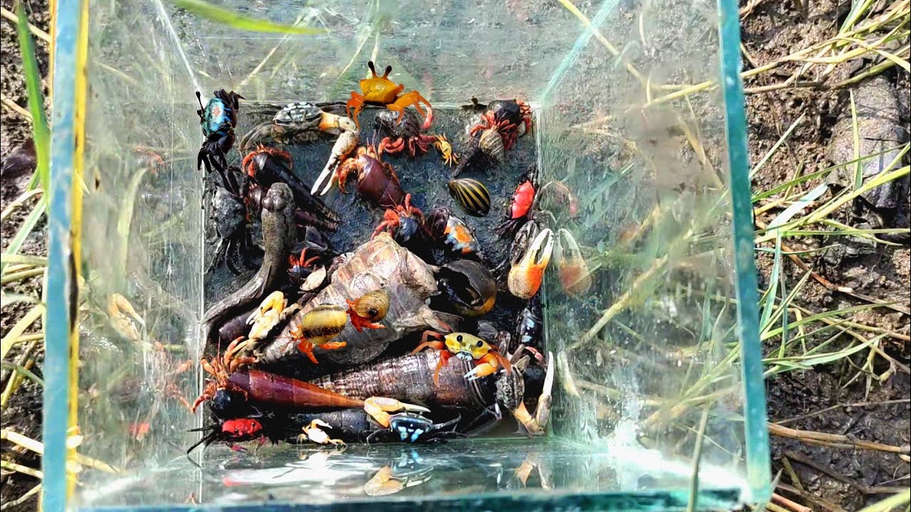 HUNTING KEPITING WARNA WARNI ADA KELOMANG JUGA