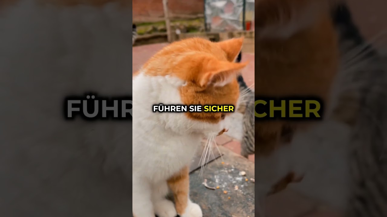 5 &Uuml;berraschende Fakten &uuml;ber Katzen