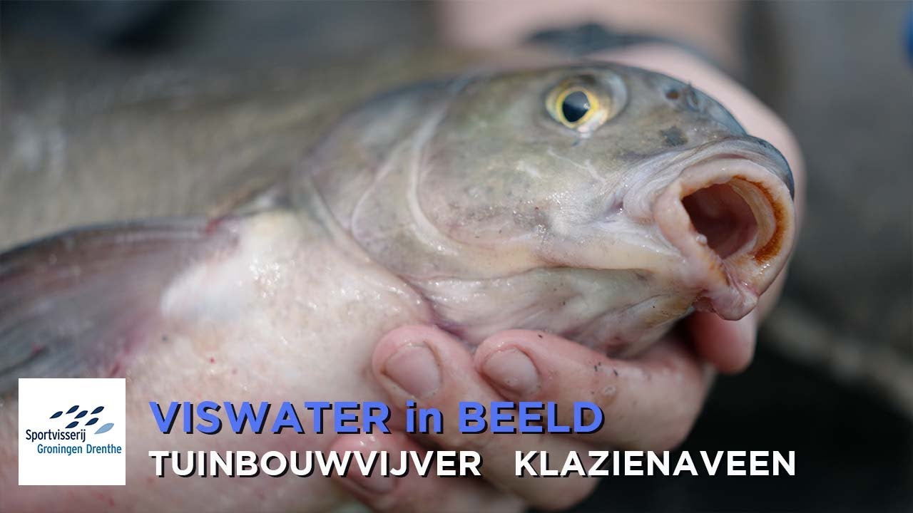 Viswater in Beeld Tuinbouwvijver Klazienaveen