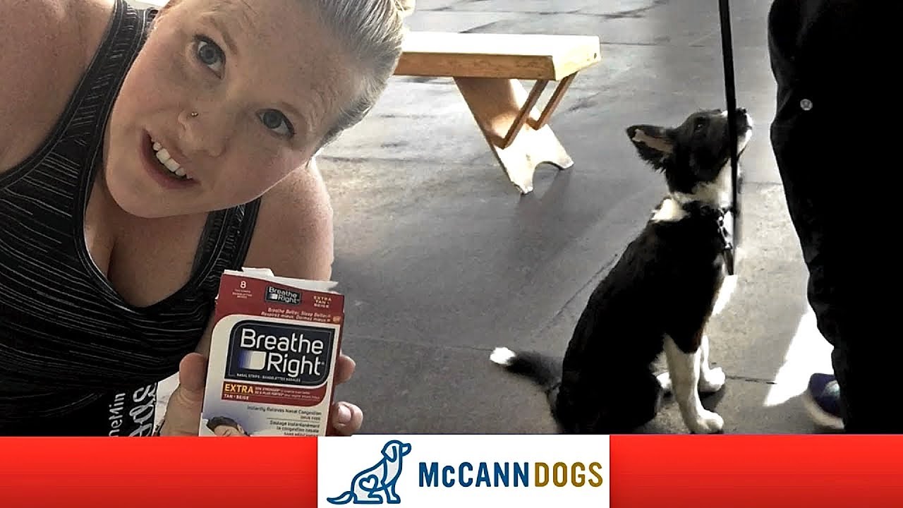 The Secret To Training Puppy Ears To Stand Up Without Tape