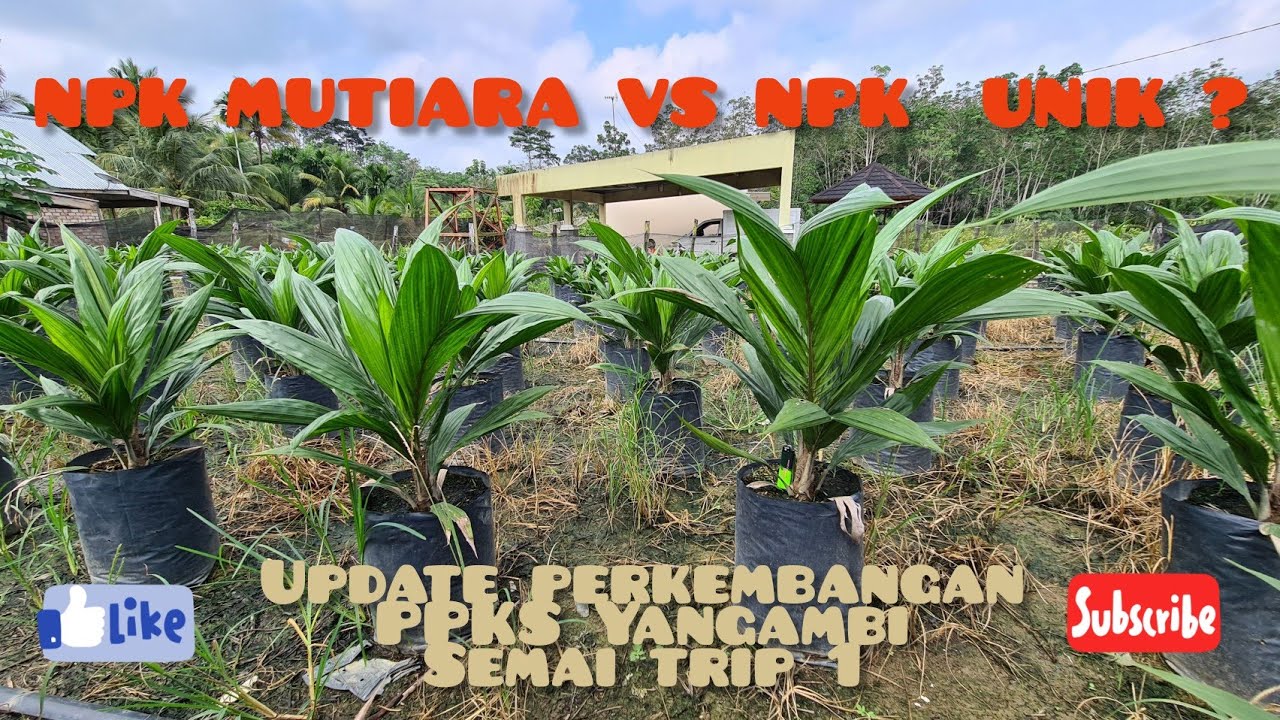 NPK MUTIARA VS NPK UNIK ? || Up date perkembangan PPKS Yangambi 09.20 semai trip 1