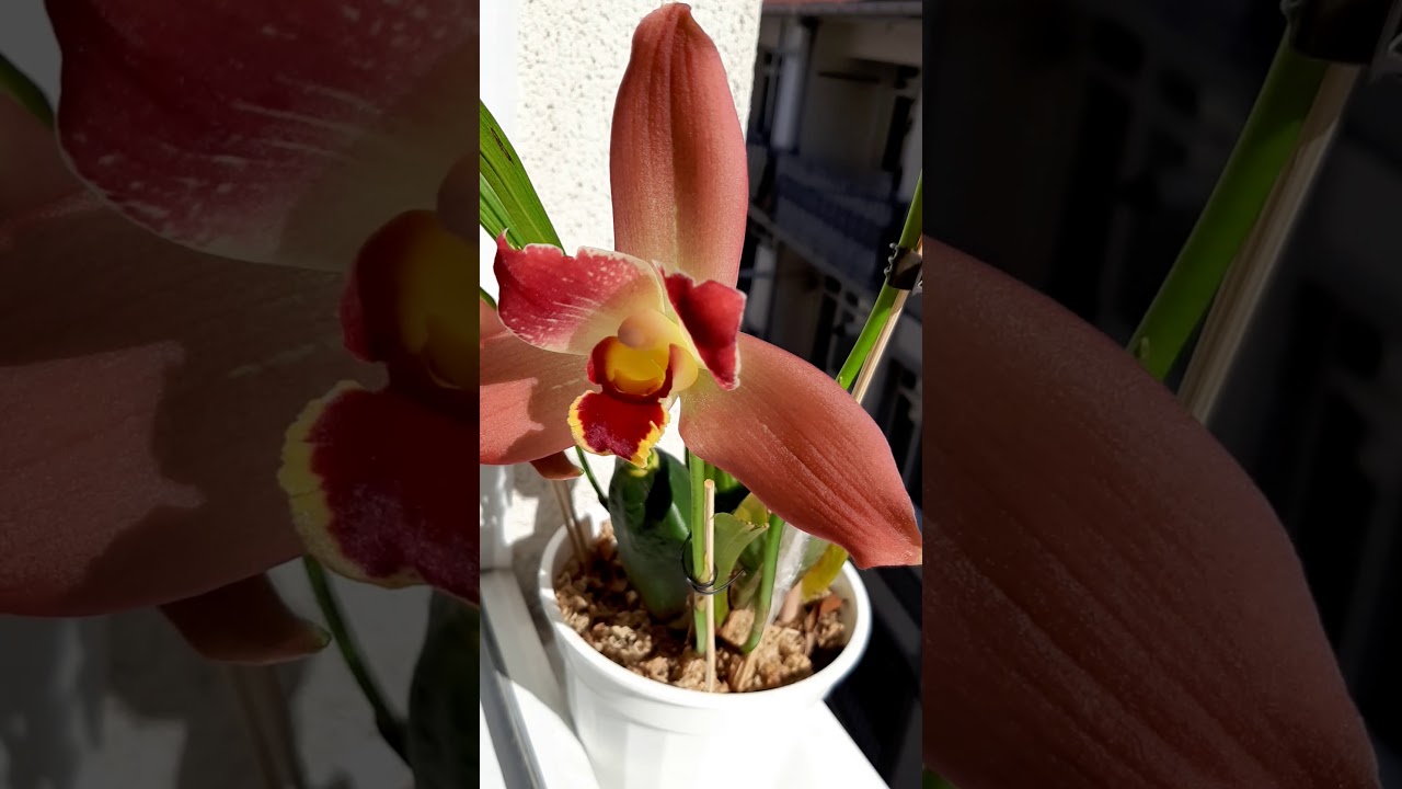 Angulocaste Red Jewel домашнее цветение