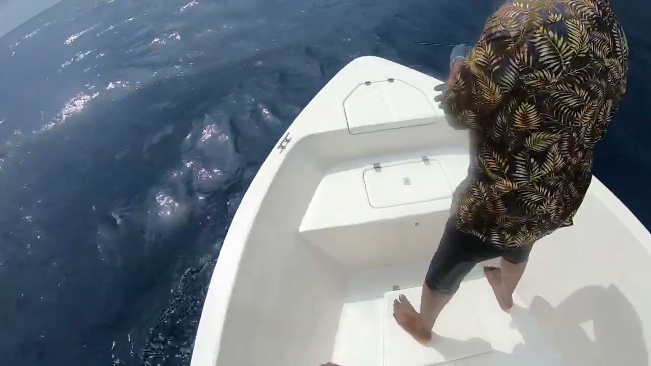 Catching Sailfish with hookless lure