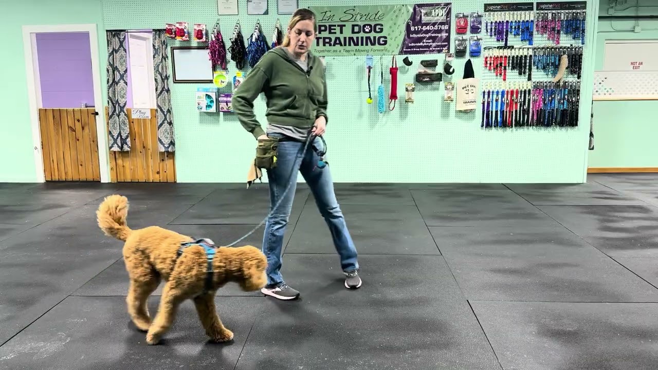 Bernie - Loose Leash Walking Information, Tips and Leash Pressure