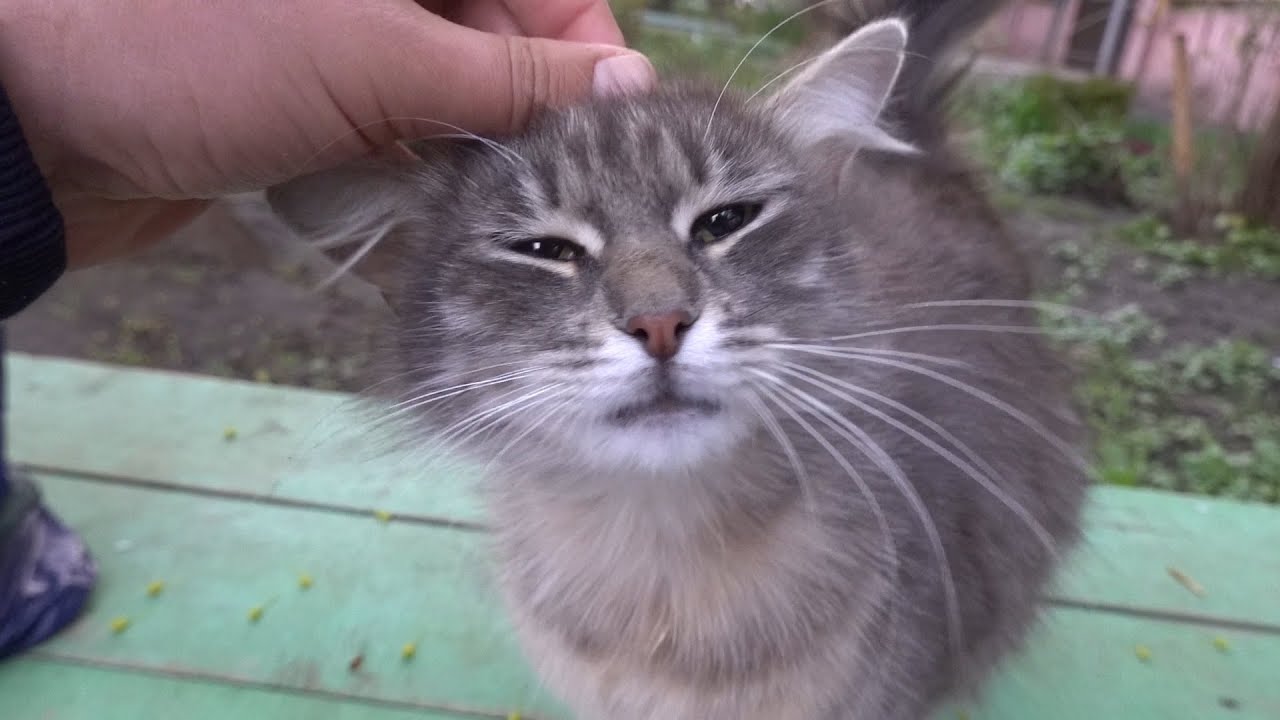 Only mother cat purr