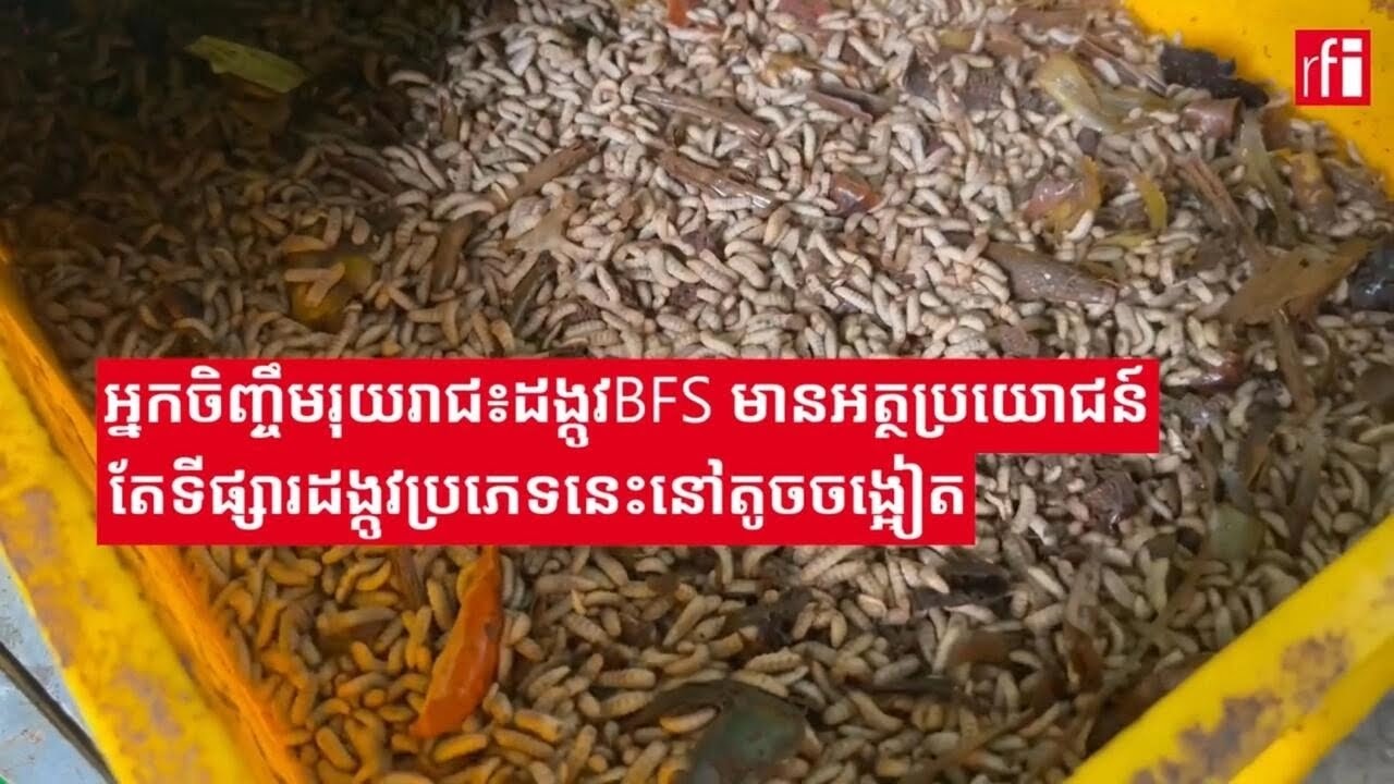 អ្នកចិញ្ចឹមរុយរាជ៖ដង្កូវ BFS មានអត្ថប្រយោជន៍ តែទីផ្សារដង្កូវប្រភេទនេះនៅតូចចង្អៀត