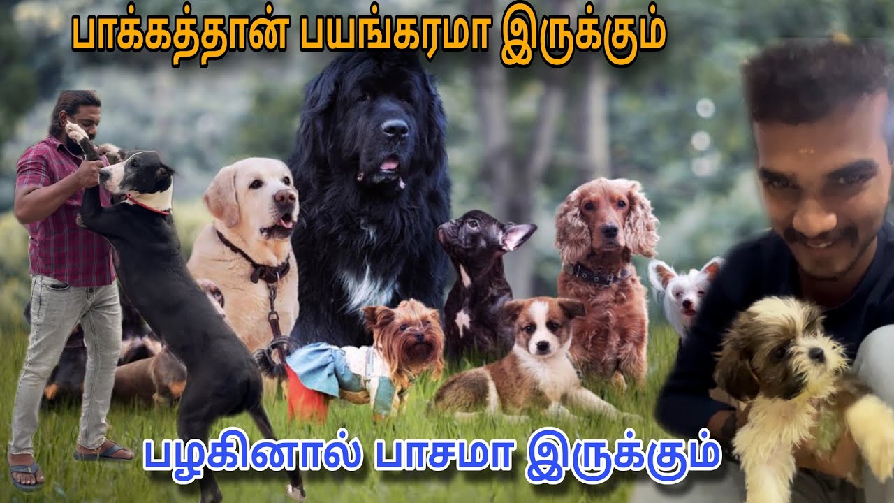பாக்கத்தான் பயங்கரமா 🔥 இருக்கும் 😱| பழகினால் பாசமா இருக்கும் 😍