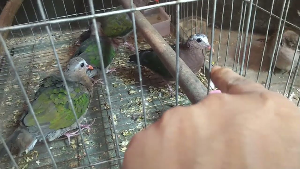 #Emerald dove update #sobuj ghugor update masallah 
