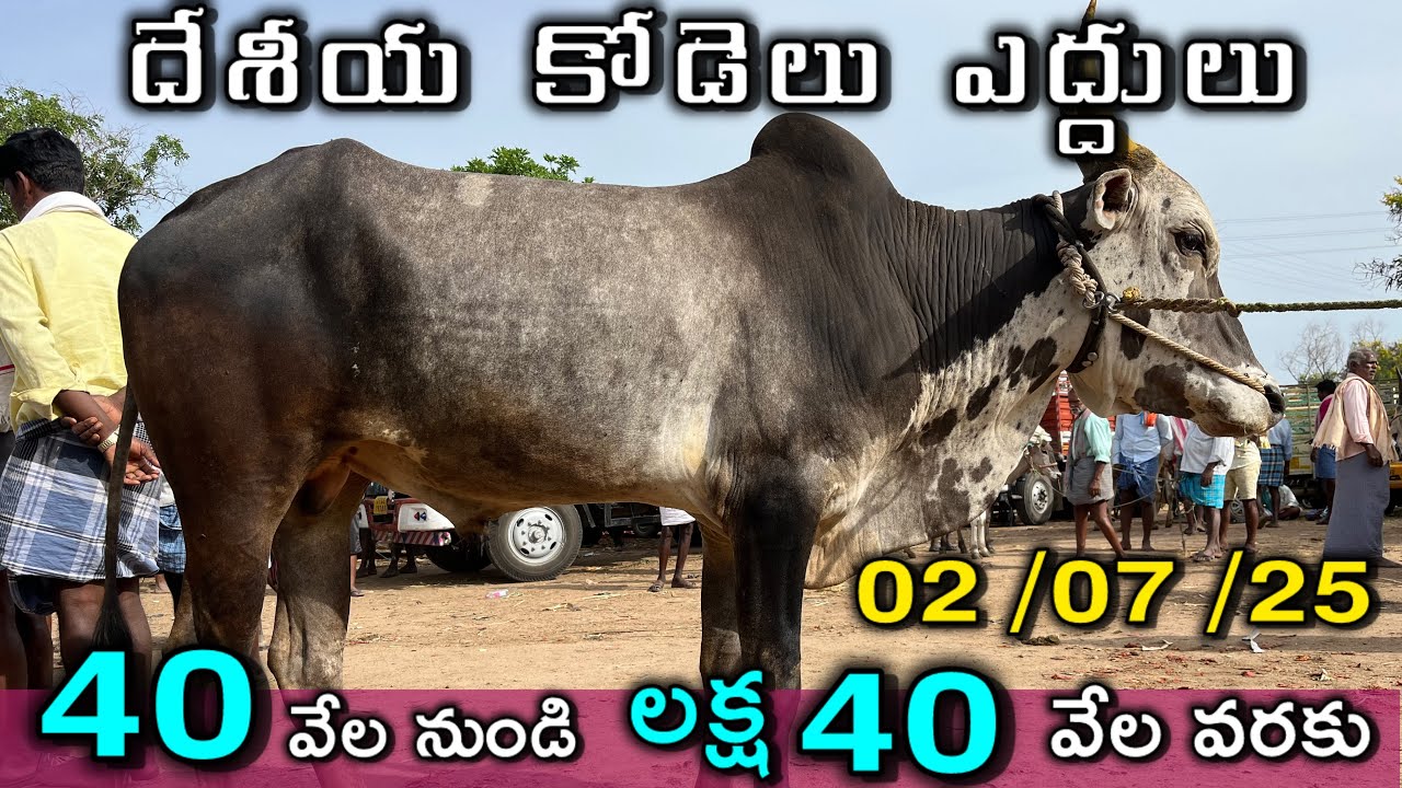 Bull and cow market punganuru #@Lks channel