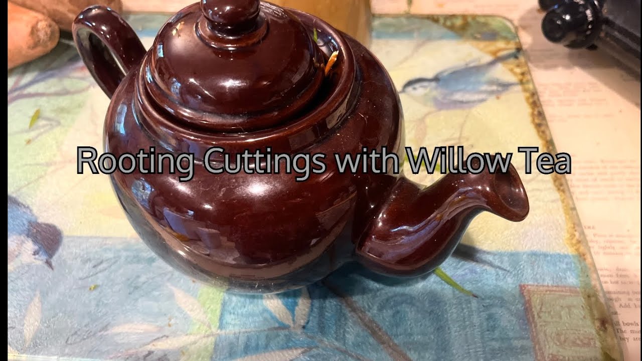 Rooting Cuttings with Willow Tea