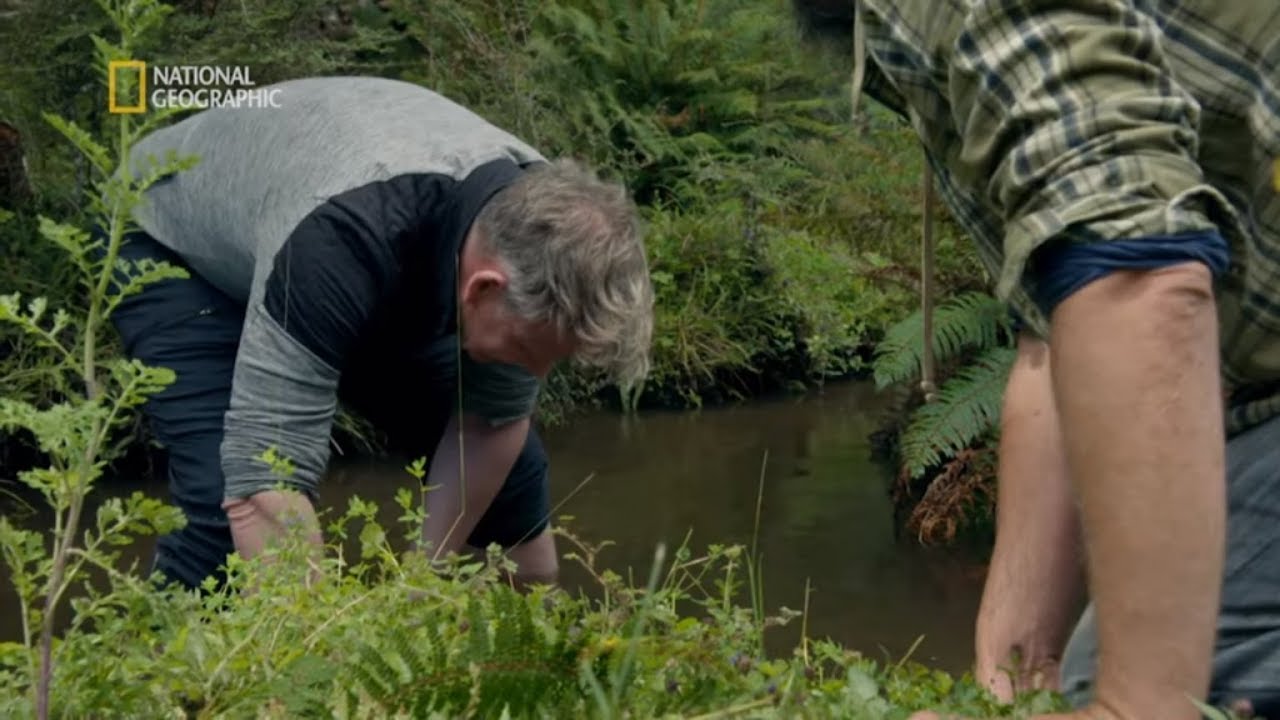 Próbowali schwytać węgorza gołymi rękami! [Gordon Ramsay: świat na talerzu]