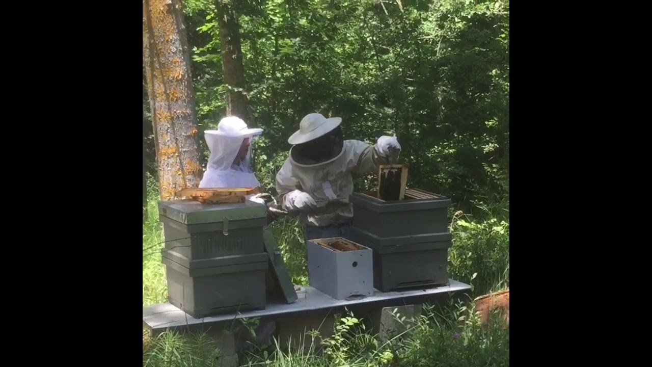 COMO JUNTAR DOS ENJAMBRES! 🐝