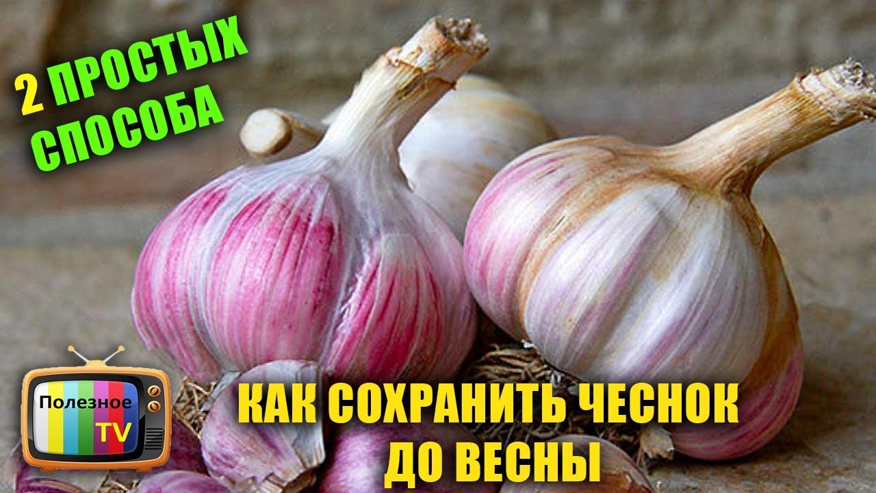 КАК СОХРАНИТЬ ЧЕСНОК ДО ВЕСНЫ ЧЕСНОК БУДТО ТОЛЬКО С ГРЯДКИ