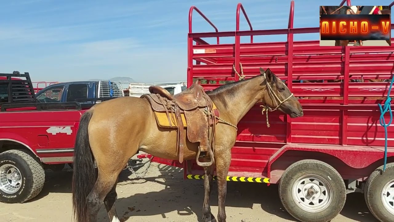 LOS MEJORES EJEMPLARES QUE HEMOS VISTO EN LA VENTA DE CABALLOS DE LAS PLAZAS GANADERAS.