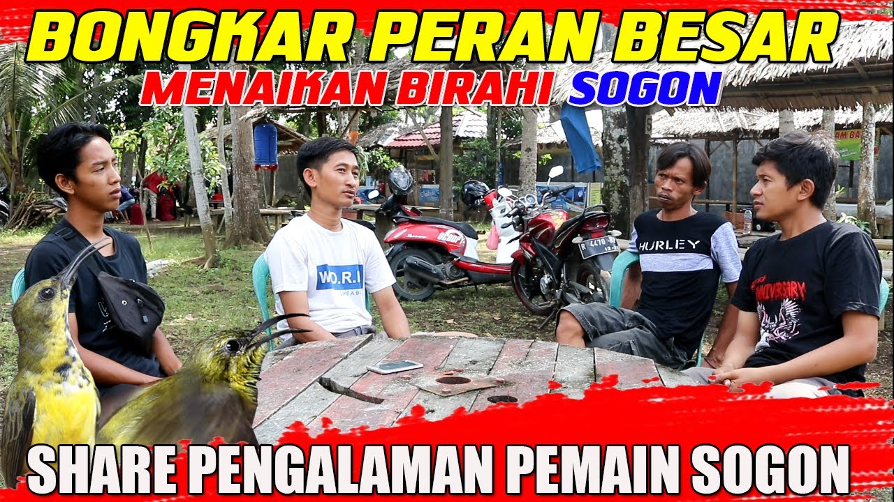 INI PERAN BESAR MENAIKAN BIRAHI SOGON||BONGKARRR...!!!!