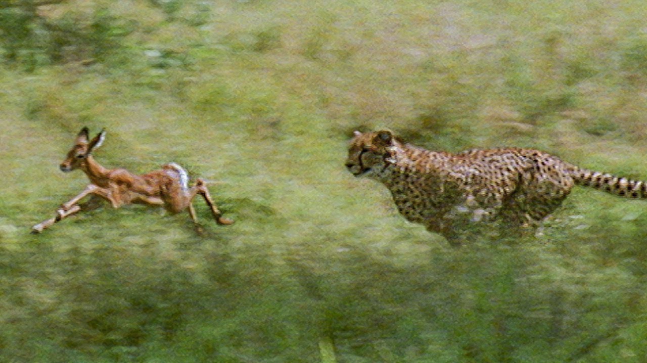 Cheetahs Prey on a Young Impala | First kill | BBC Earth