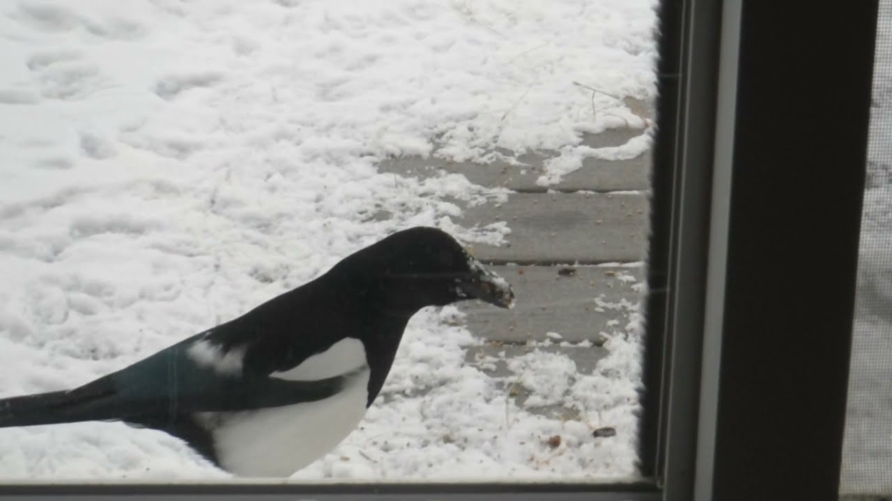 Curious Magpie With A Snow Covered Face