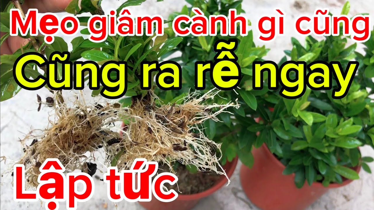Chỉ cần làm cách này giâm cành gì cũng sống ra rễ rất nhiều ít người biết