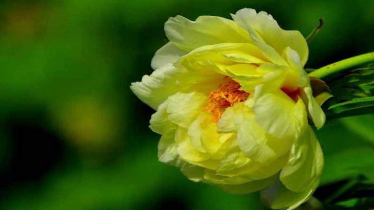 Peony Heart (HD1080p)
