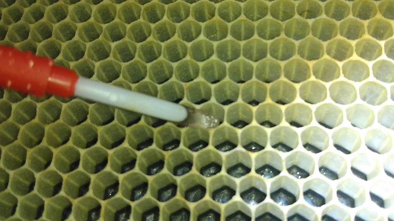 Larva I like to use for grafting