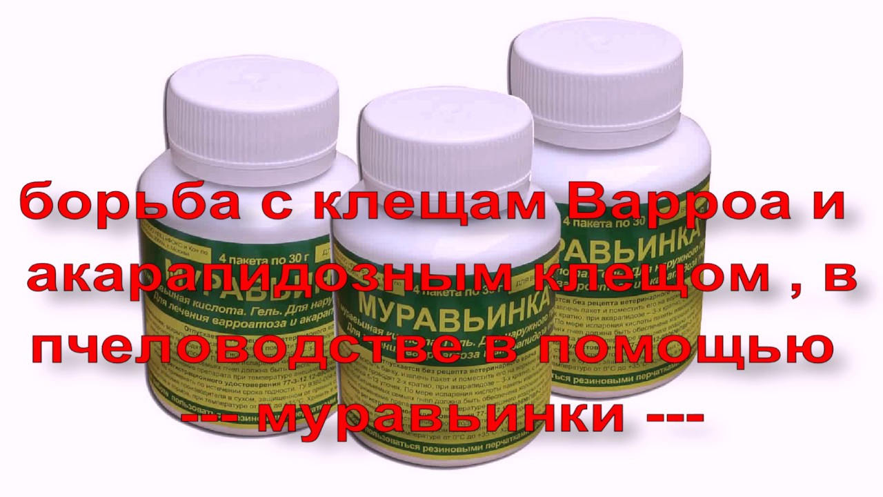 применение муравьинки в борьбе с клещом Варроа и акарапидозным ( трахейным ) клещом