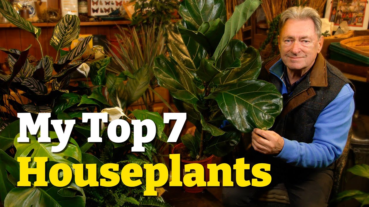 My Top 7 Houseplants And How to Keep Them Thriving!
