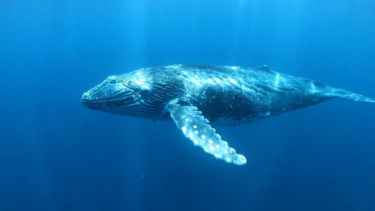 Underwater Ocean Ambience | Peaceful Waves & Relaxing Music for Sleep, Meditation & Stress Relief