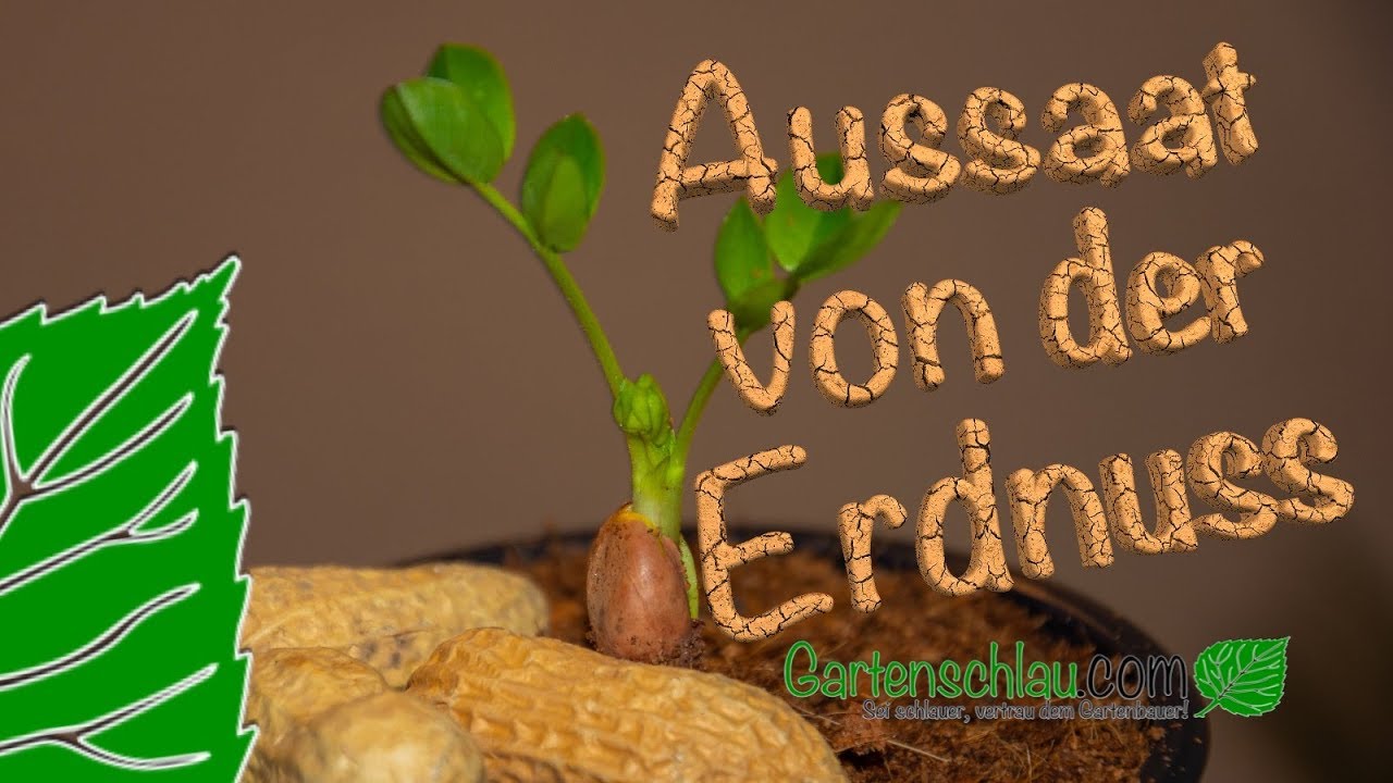 Erdn&uuml;sse selbst ziehen - Aussaat von der Erdnuss Jimmy's Pride von Sperli // Gartenschlau.com