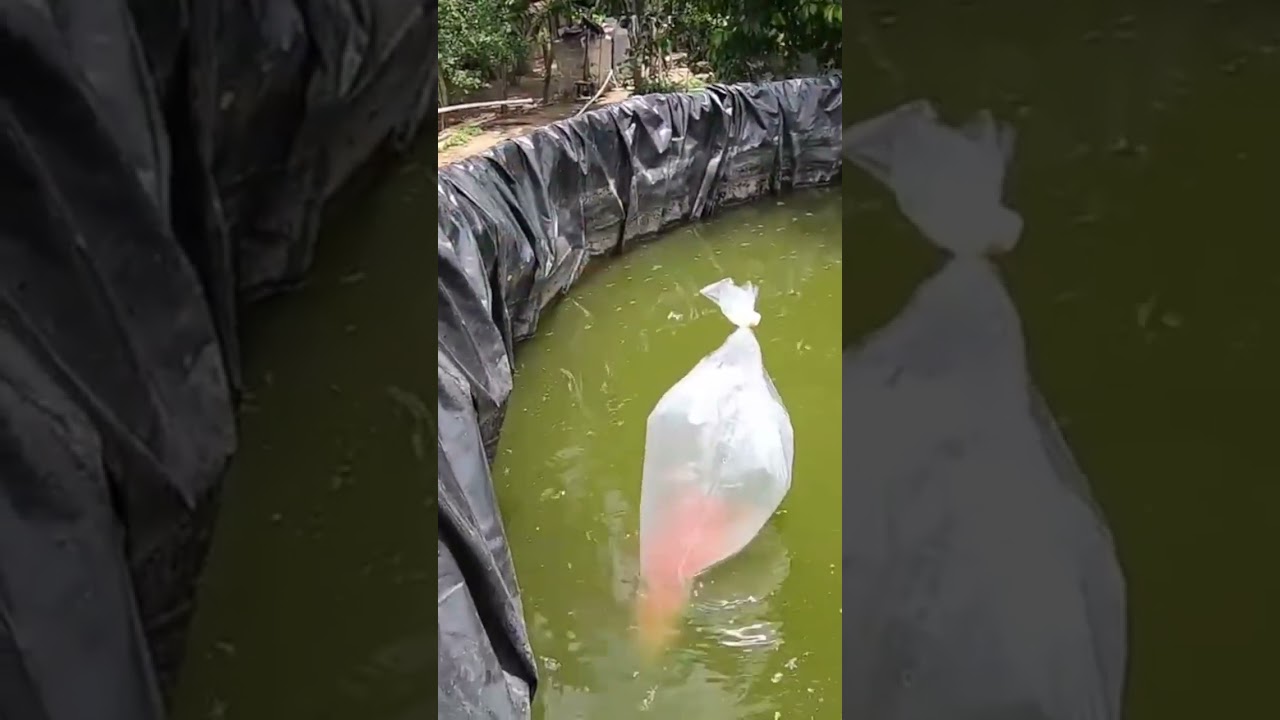 ALEVINES: COMO SE SIEMBRAN ? #pesca #fishing #acuicultura #pez #piscicultura #agua #siembra #tilapia