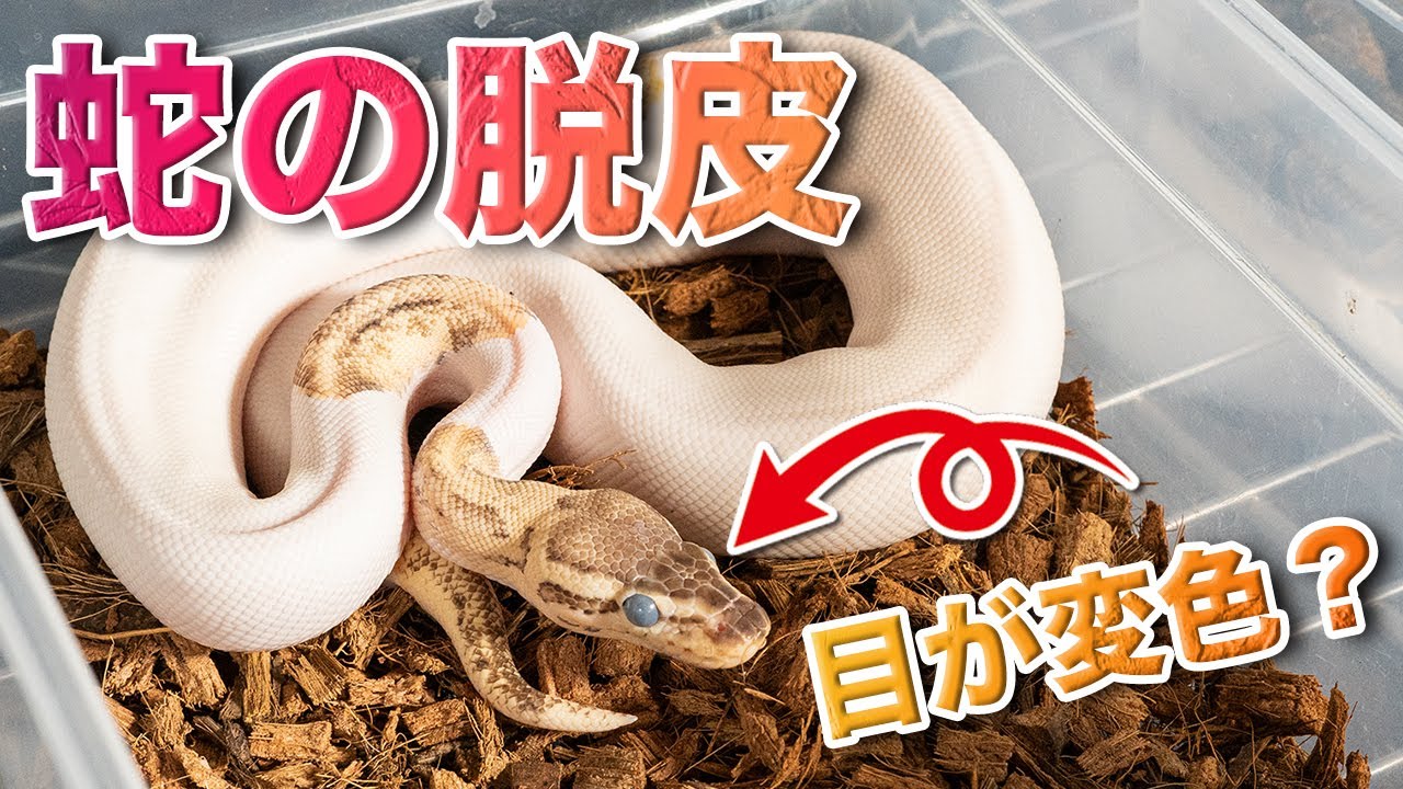 【ボールパイソンの脱皮】変化前の特徴とスムーズな方法は？