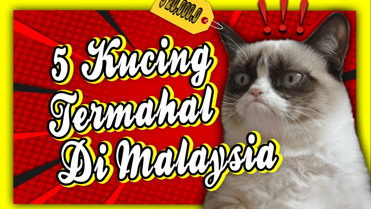 5 Kucing Termahal di Malaysia Yang Korang tak Tahu