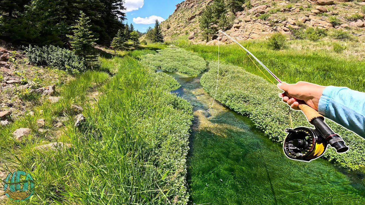 This Tiny Spring Creek Was LOADED with Trout! (Fly fishing)