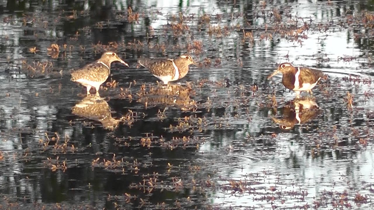 Australian Birds Crakes and Rails Plus Painted Snipe By Alana and Greg Dare