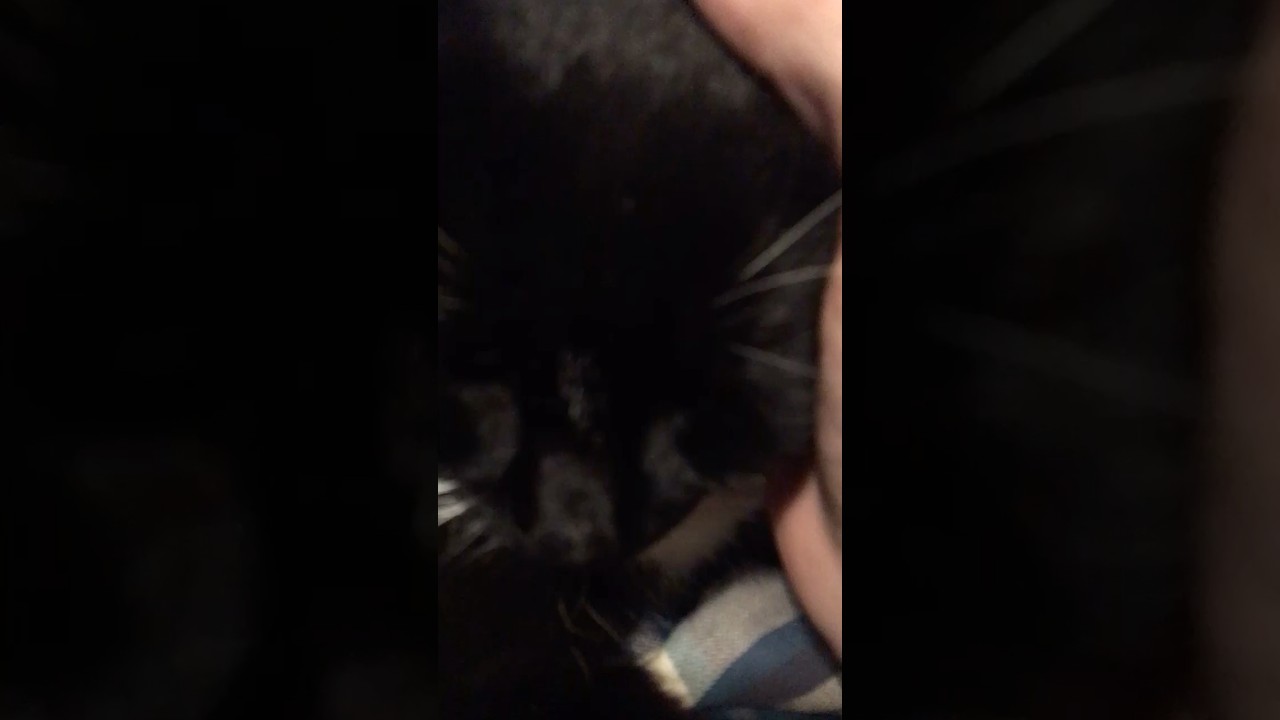 Warning!: #cutecat content LOUD PURR ENGIN #motorpurr #kitty #cat with commentary or without?