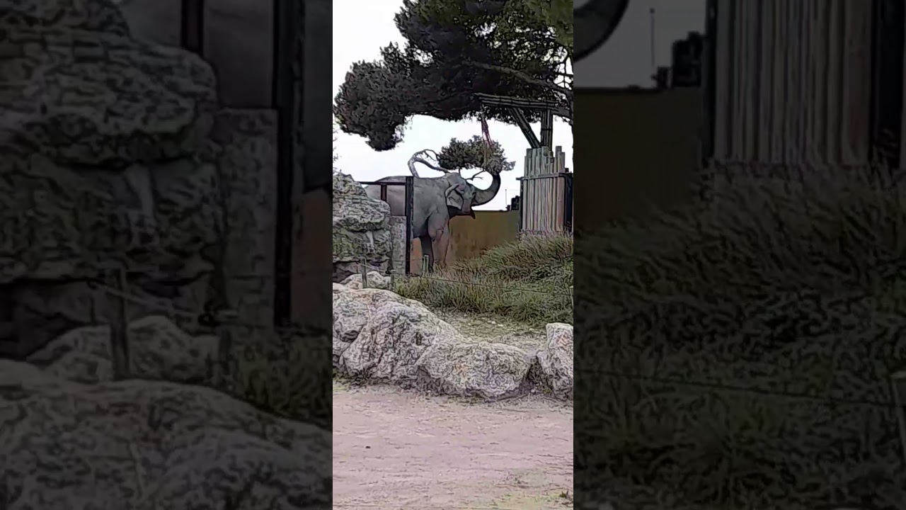 &eacute;l&eacute;phant zoo de la barben