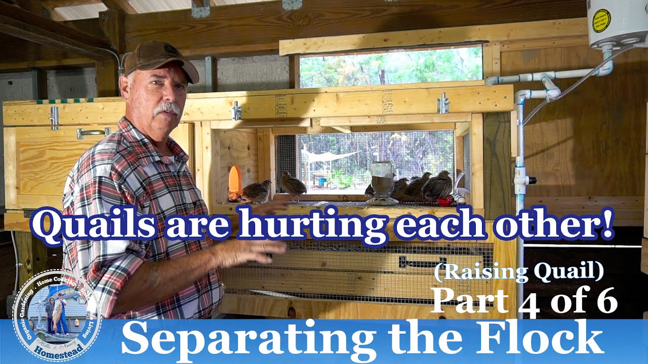 What to do when Quails are hurting each other?  Separating the Flock